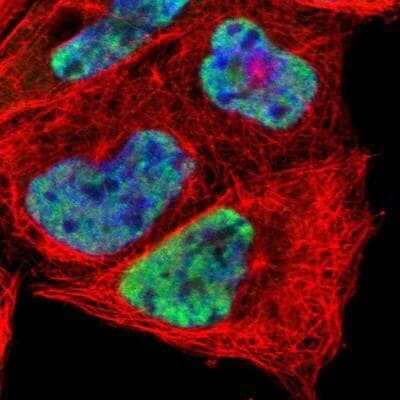 Immunocytochemistry/Immunofluorescence: HIV-1 Tat specific factor 1 Antibody [NBP1-86966] - Staining of human cell line A-431 shows positivity in nuclei but not nucleoli.